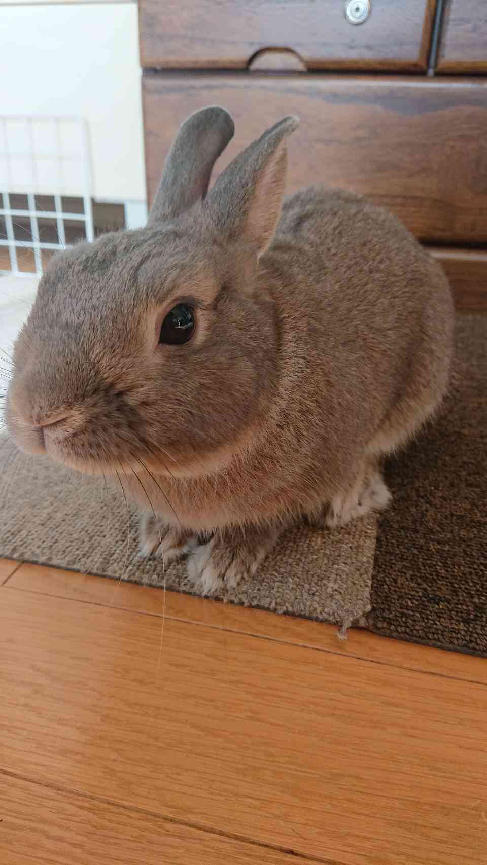 うさぎカフェ☕開店します。part4
