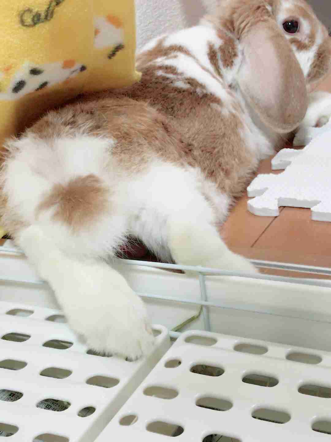 うさぎカフェ☕開店します。part4