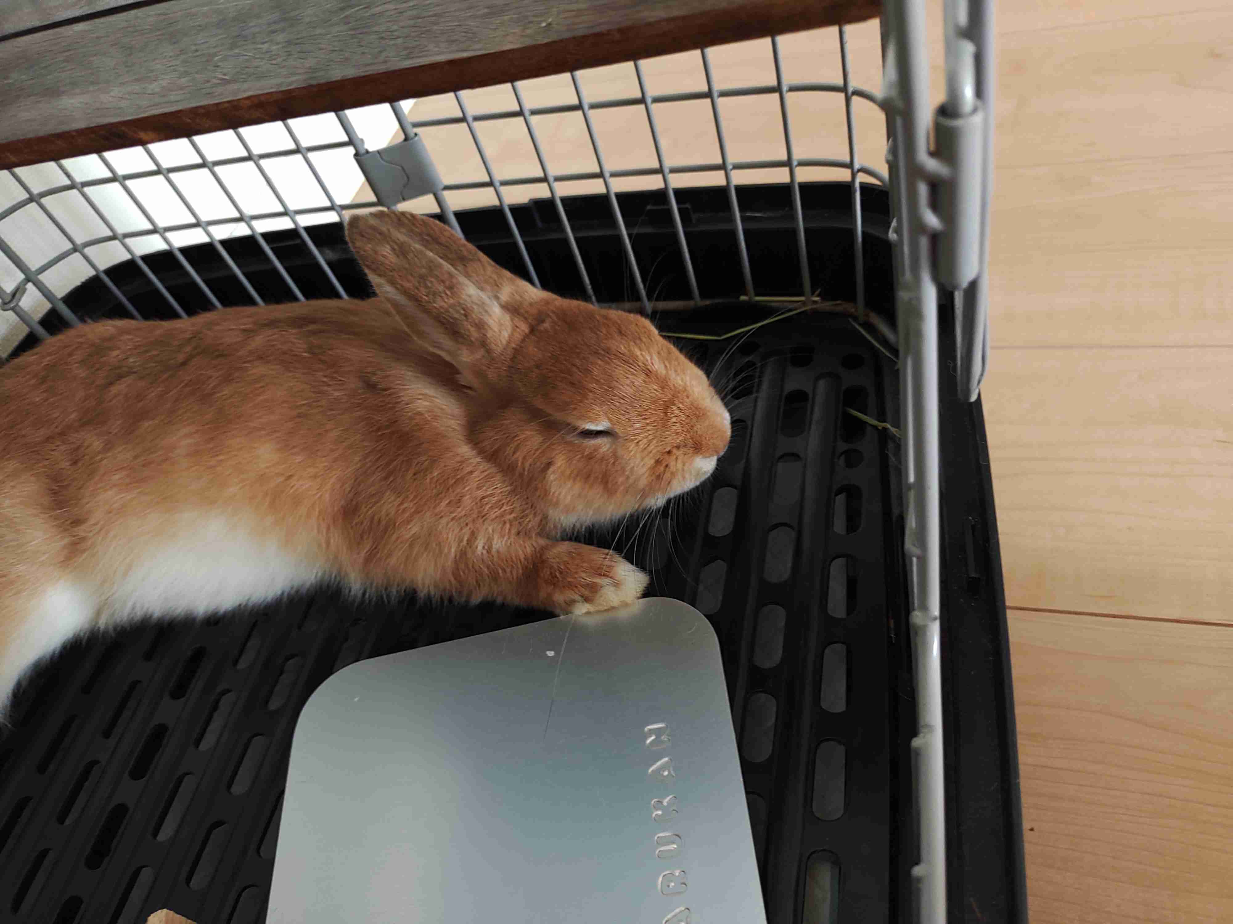 うさぎカフェ☕開店します。part4