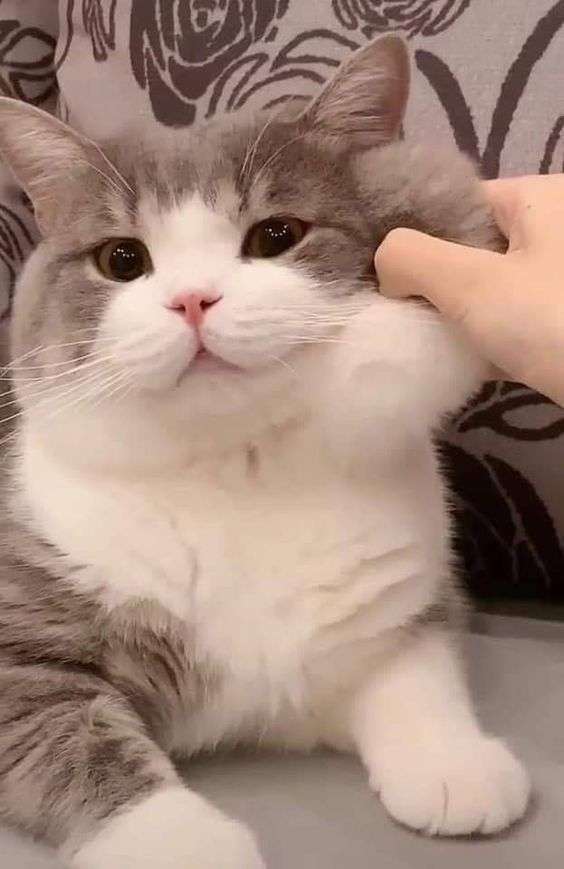 太っても顔にはあまり肉が付かない人❗