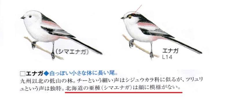 「お？やんのかピヨ！？」　グレたシマエナガに「これなら絡まれたい」の声