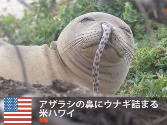 手持ちの画像で一番戦闘力の高そうな画像を貼るトピ
