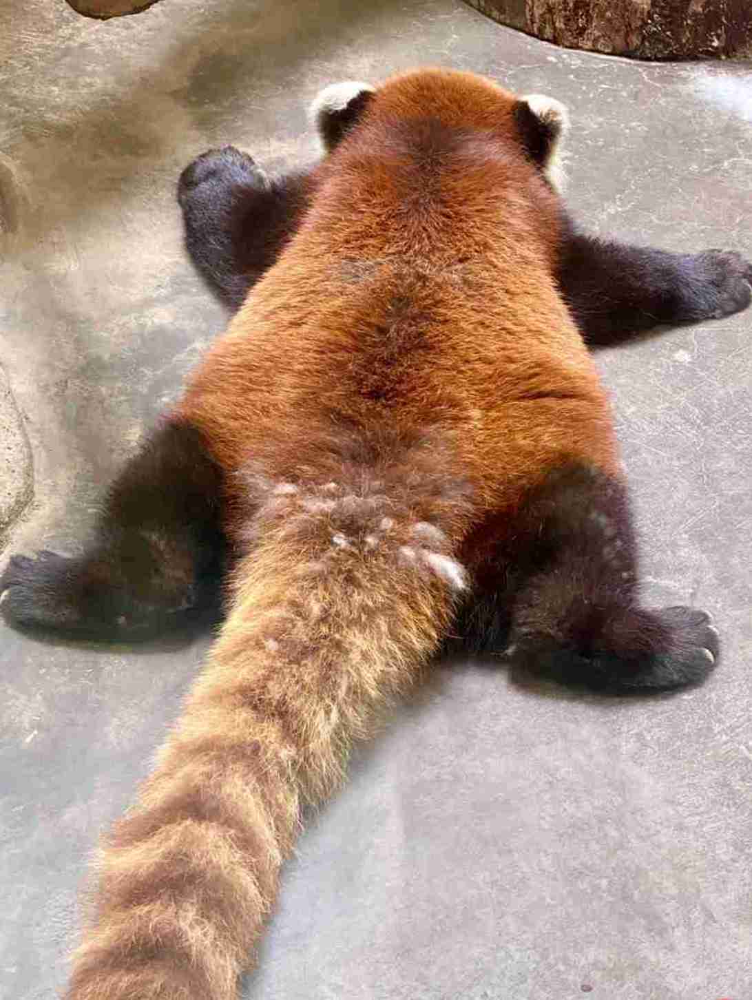 手持ちの画像で一番戦闘力の高そうな画像を貼るトピ