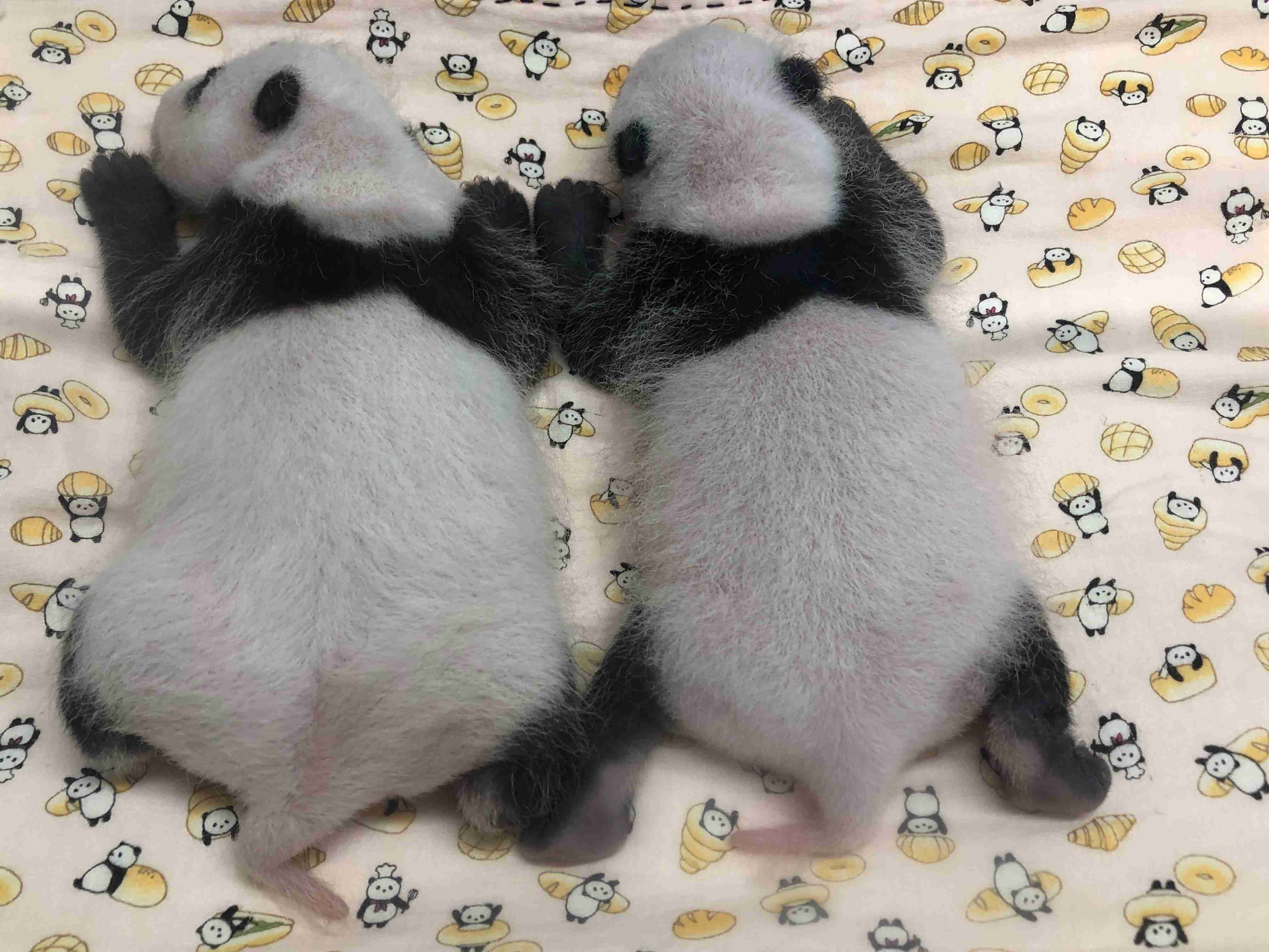 手持ちの画像で一番戦闘力の高そうな画像を貼るトピ
