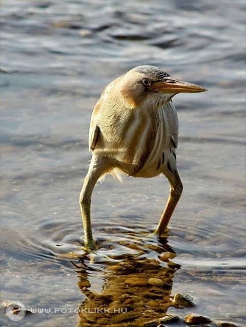 手持ちの画像で一番戦闘力の高そうな画像を貼るトピ