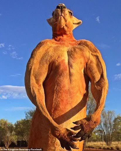 手持ちの画像で一番戦闘力の高そうな画像を貼るトピ