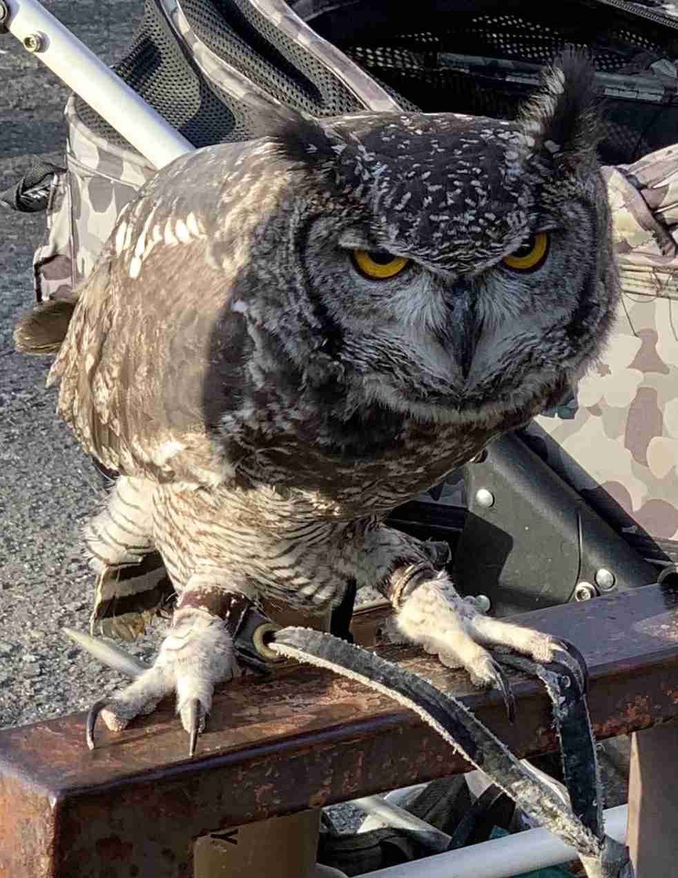 手持ちの画像で一番戦闘力の高そうな画像を貼るトピ