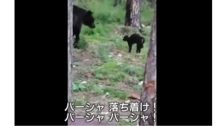 手持ちの画像で一番戦闘力の高そうな画像を貼るトピ