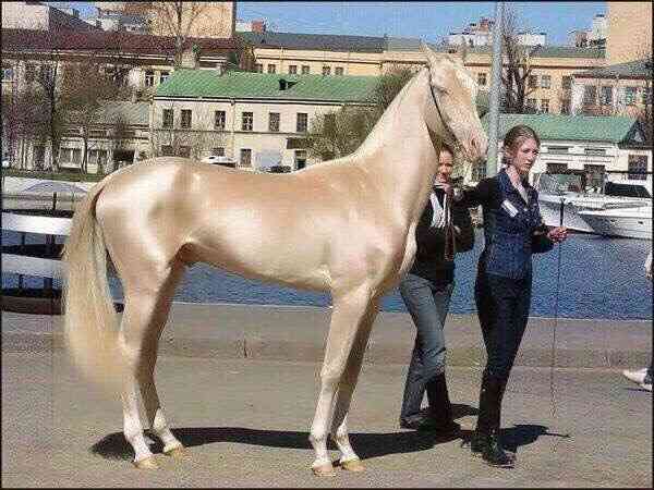 手持ちの画像で一番戦闘力の高そうな画像を貼るトピ