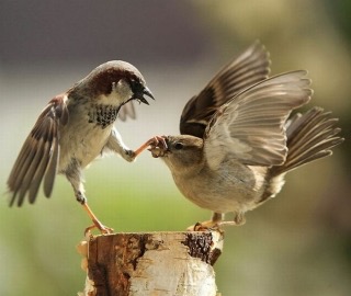 手持ちの画像で一番戦闘力の高そうな画像を貼るトピ