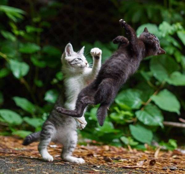 手持ちの画像で一番戦闘力の高そうな画像を貼るトピ