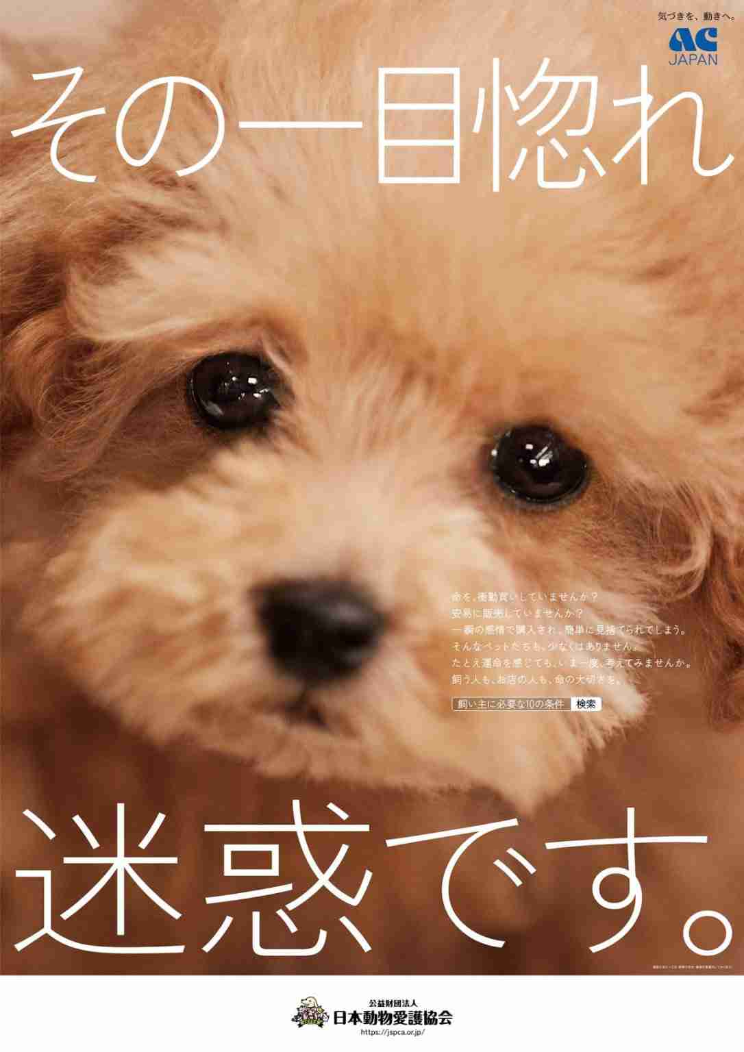 『アメトーーク!』かまいたち山内健司の“猫好き”に疑問「ペットショップって…」