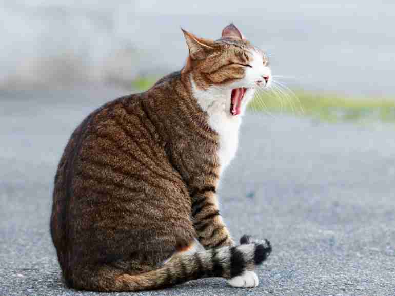 高円寺阿波おどり、“演舞はマスク着用NG”！巨大な密イベントが強行開催へ