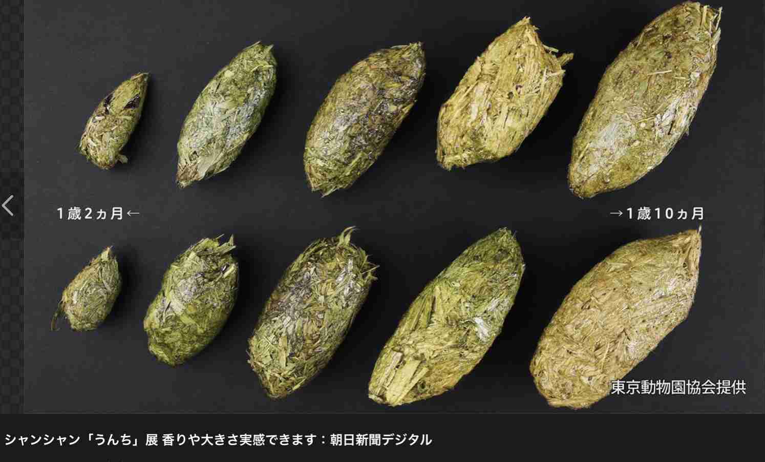 上野のパンダ、シャンシャンが展示場のアクリル板を破壊　公開を一時中断