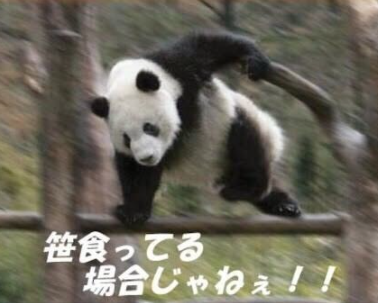 上野のパンダ、シャンシャンが展示場のアクリル板を破壊　公開を一時中断