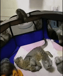 猫の可愛さを真剣に語りたい
