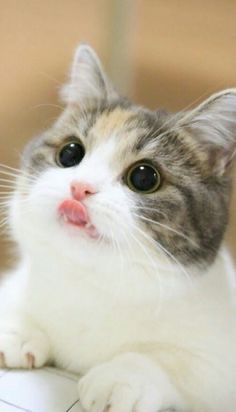 猫の可愛さを真剣に語りたい