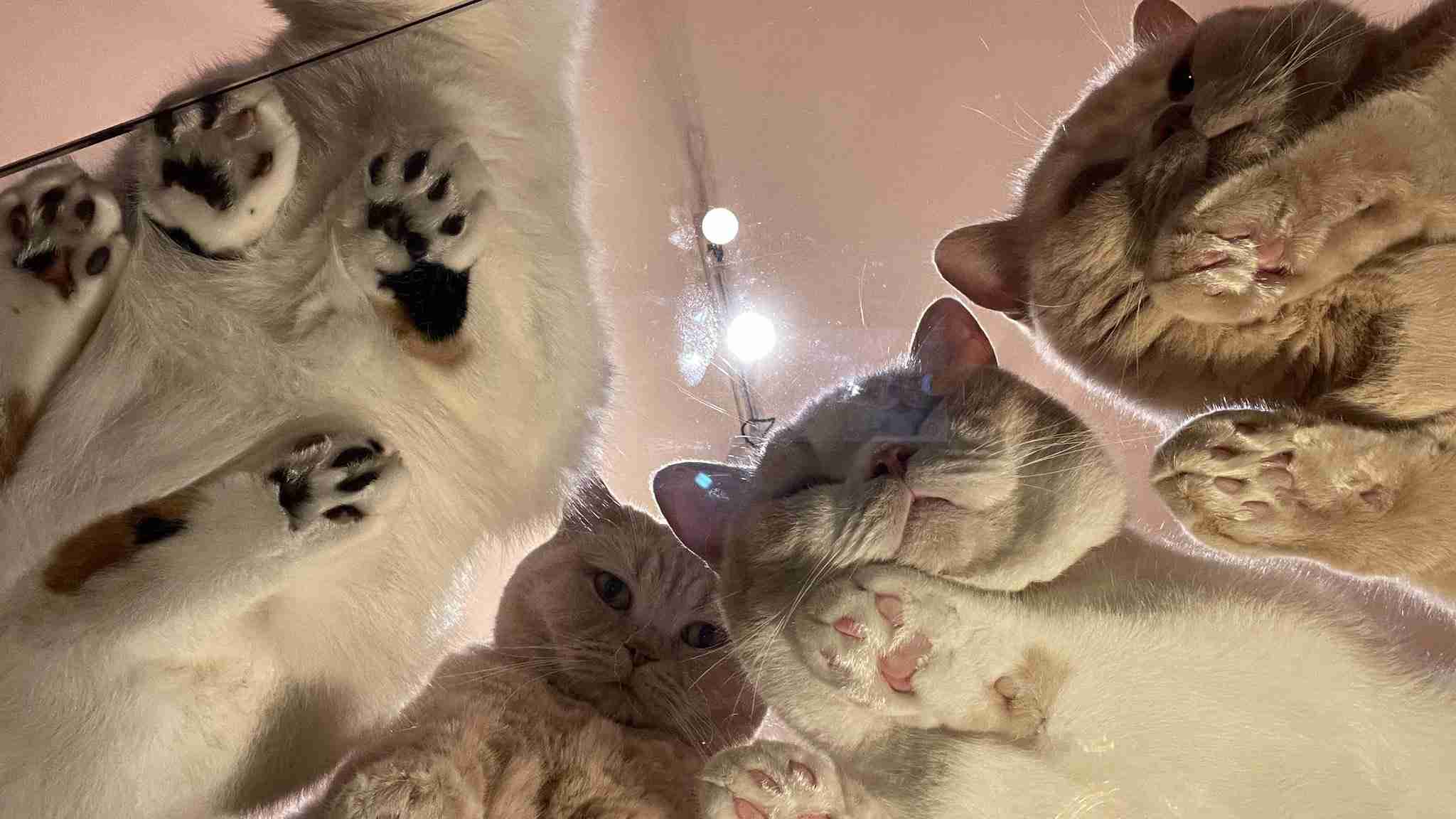 猫の可愛さを真剣に語りたい