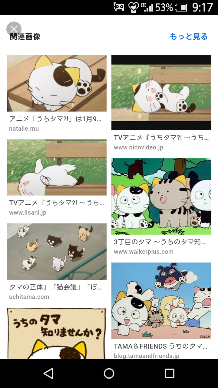 猫の可愛さを真剣に語りたい