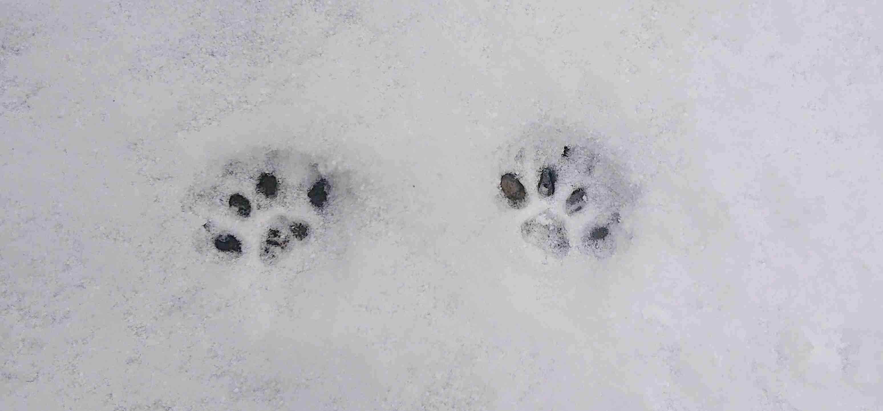 猫の可愛さを真剣に語りたい