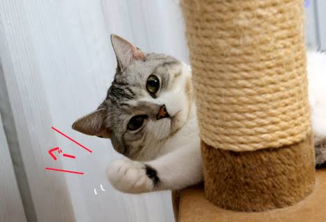 猫の可愛さを真剣に語りたい