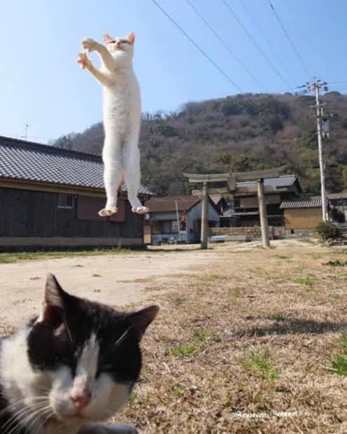 猫の可愛さを真剣に語りたい