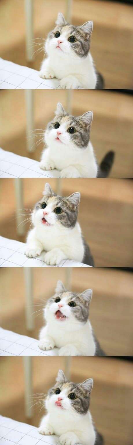 猫の可愛さを真剣に語りたい