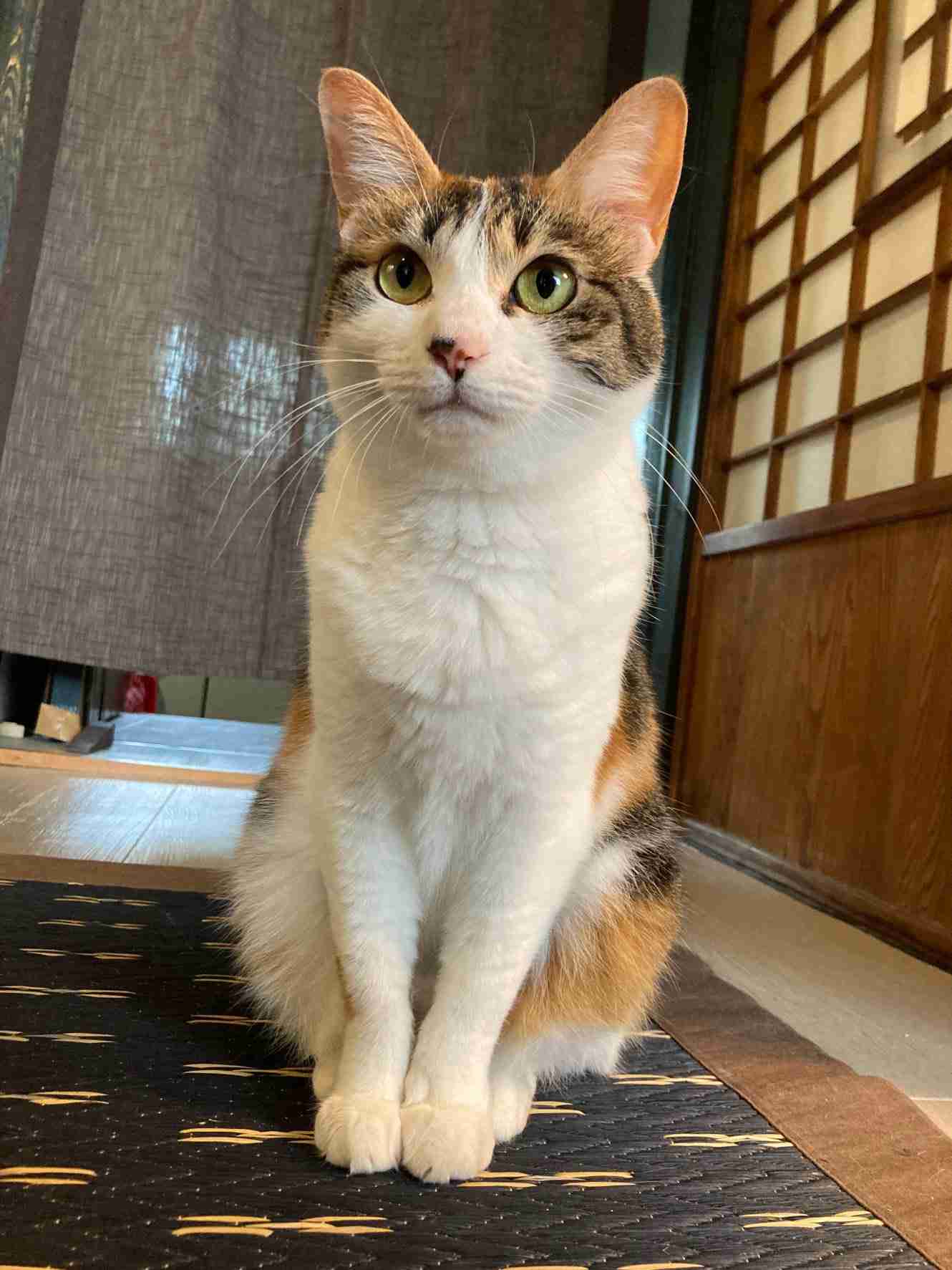 猫の可愛さを真剣に語りたい