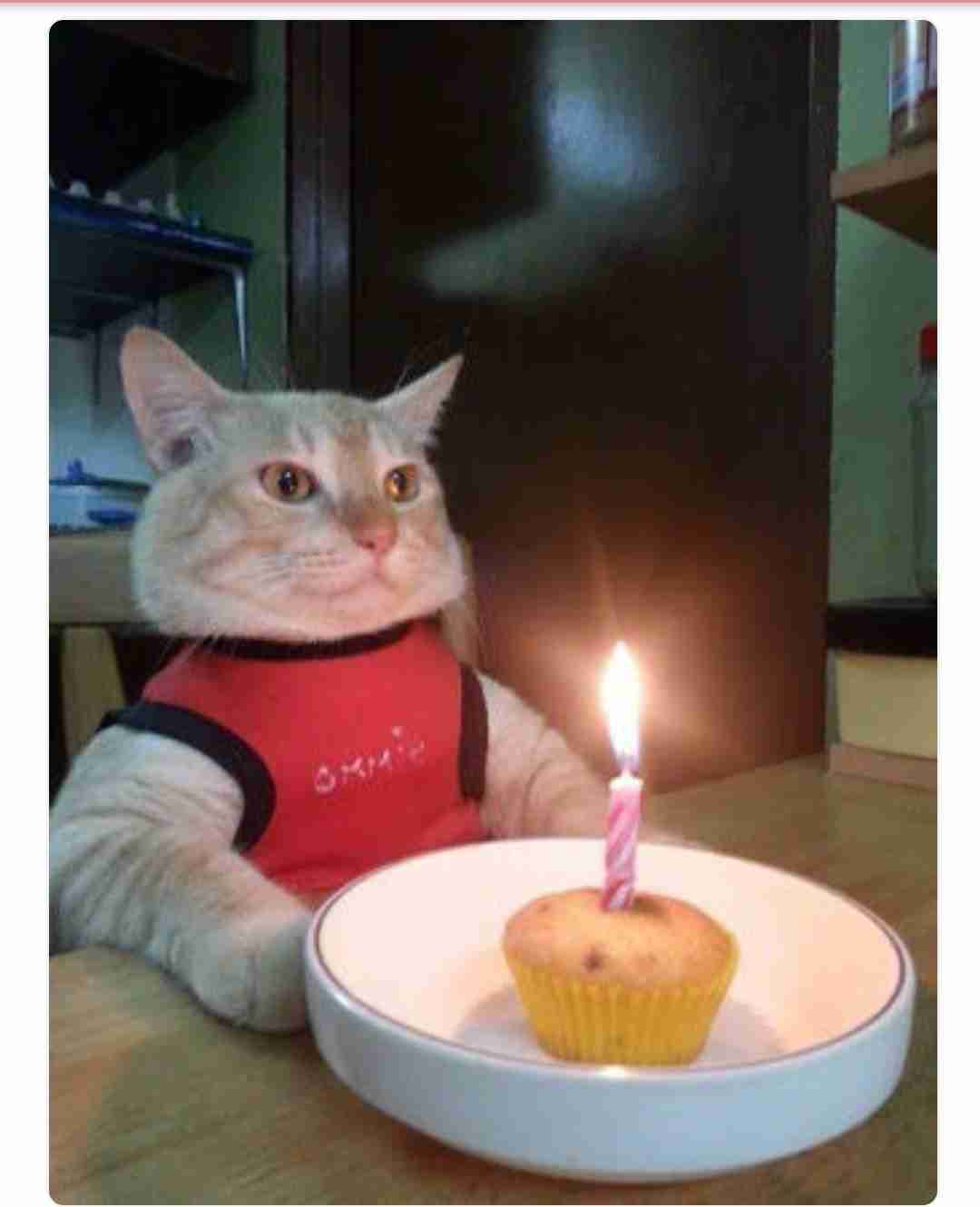 猫の可愛さを真剣に語りたい