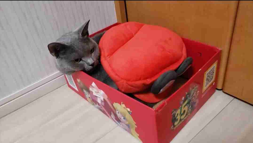 猫の可愛さを真剣に語りたい