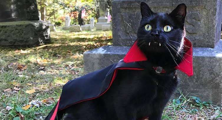 猫の可愛さを真剣に語りたい