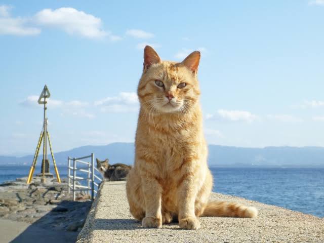 猫の可愛さを真剣に語りたい