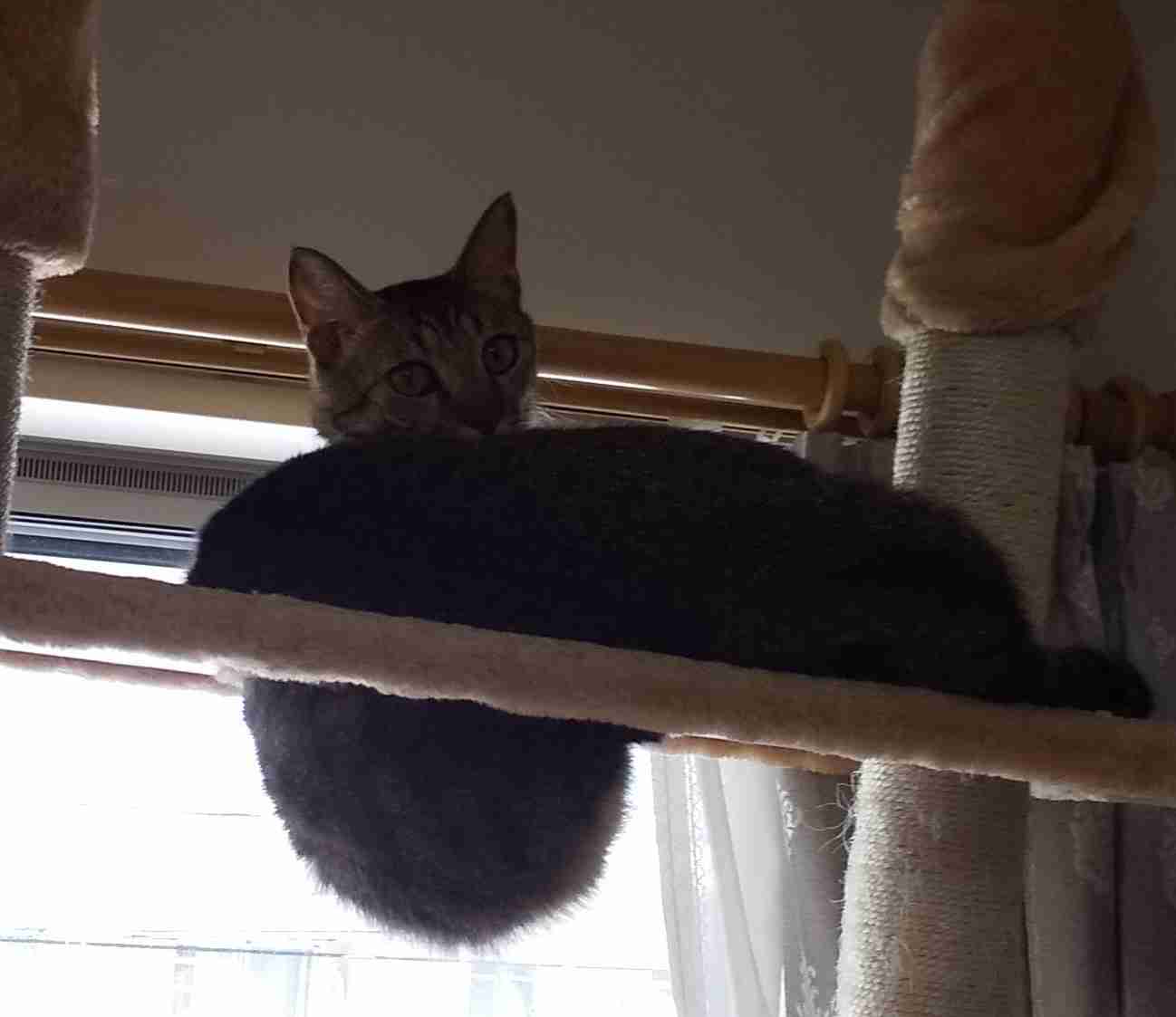 猫の可愛さを真剣に語りたい