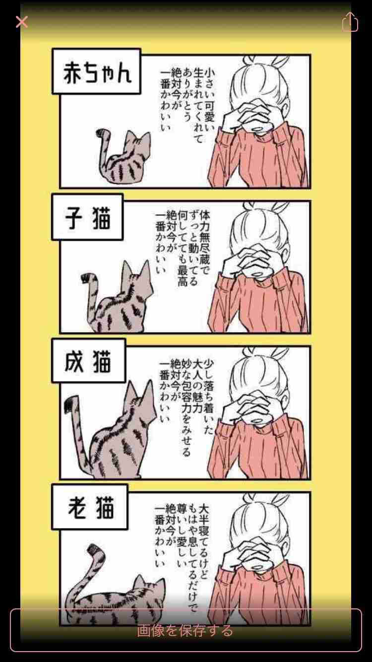 猫の可愛さを真剣に語りたい