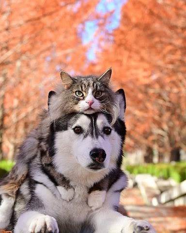 猫の可愛さを真剣に語りたい