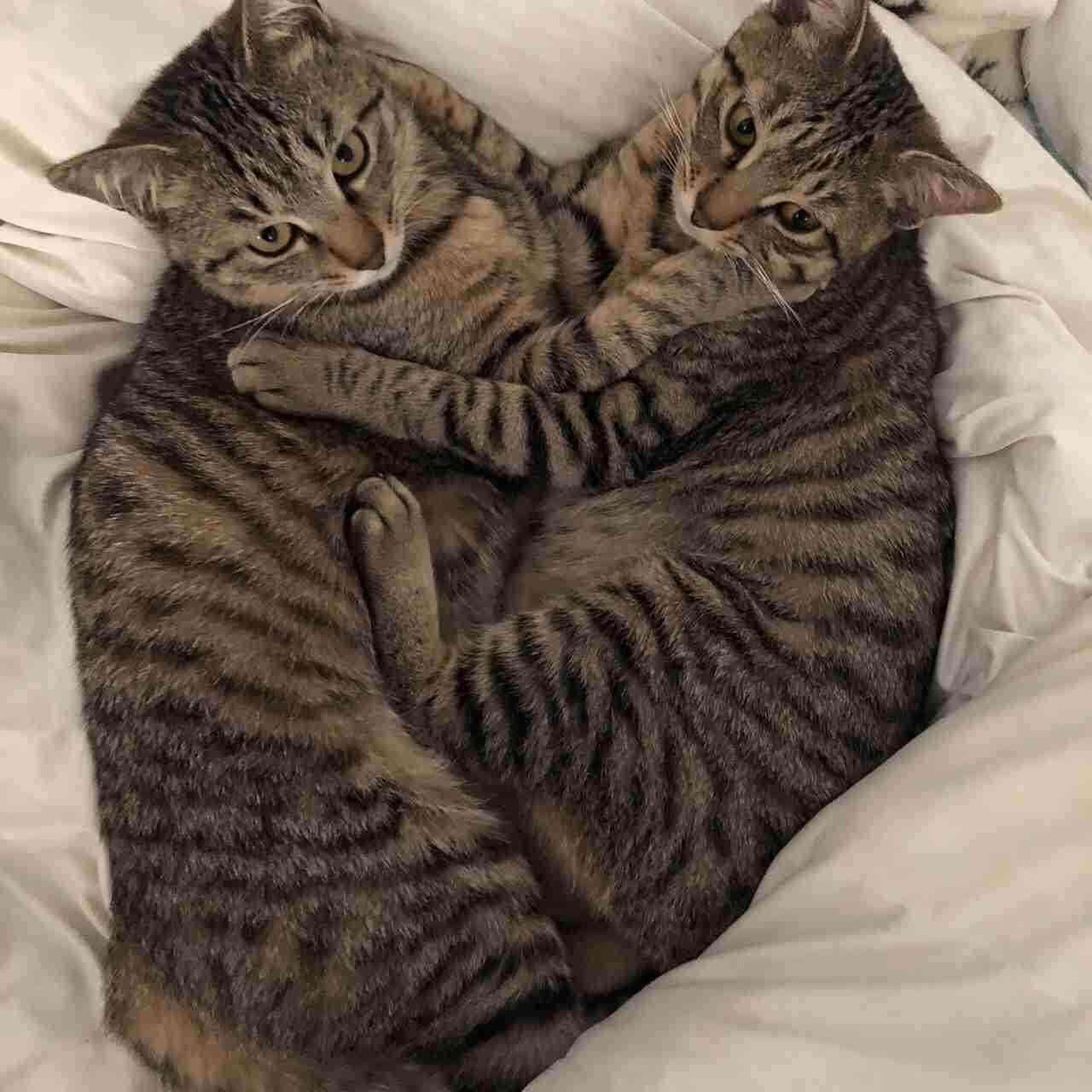 猫の可愛さを真剣に語りたい