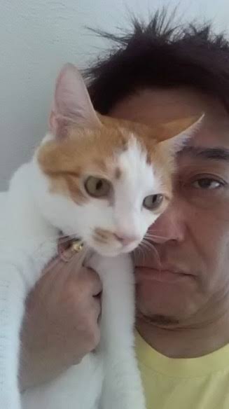 猫の可愛さを真剣に語りたい