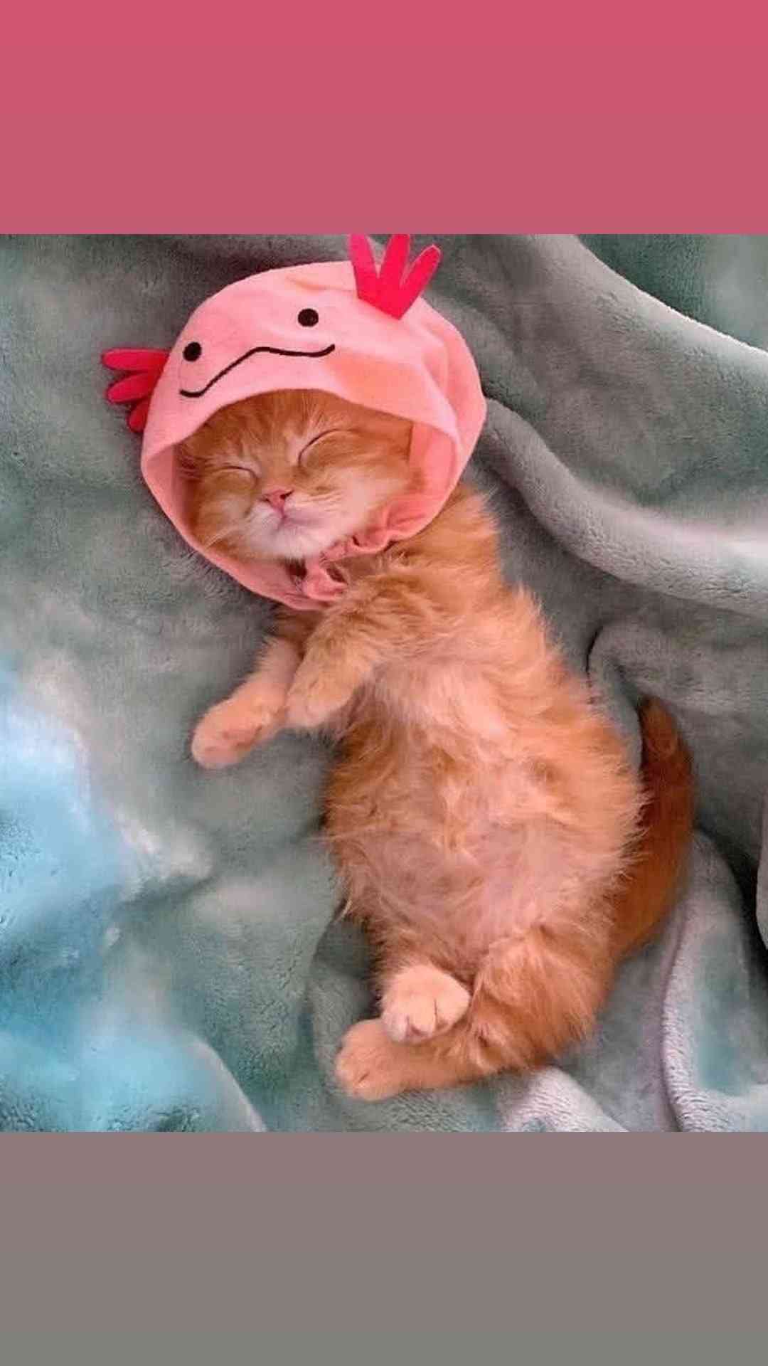 猫の可愛さを真剣に語りたい
