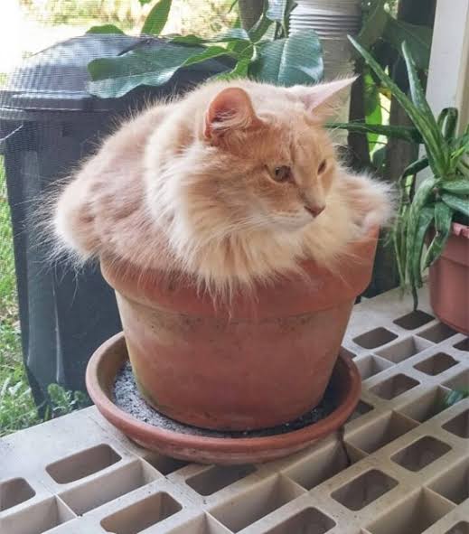 猫の可愛さを真剣に語りたい