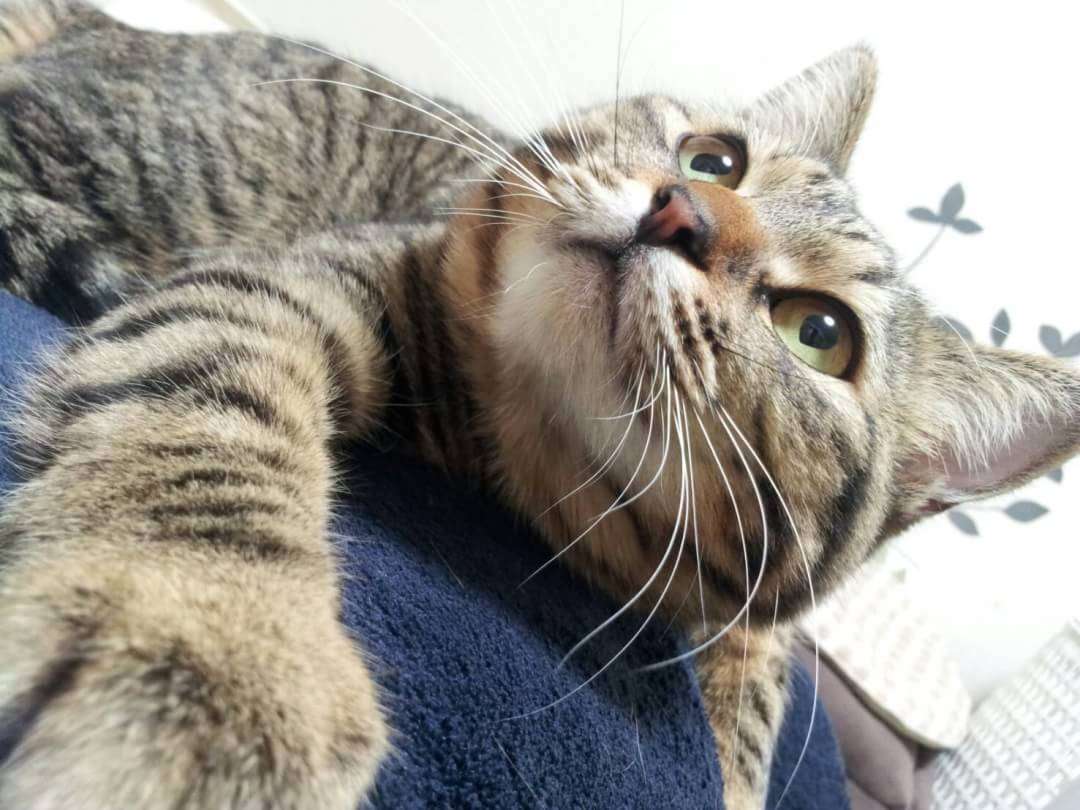 猫の可愛さを真剣に語りたい