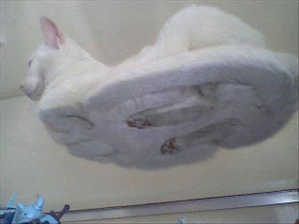 猫の可愛さを真剣に語りたい