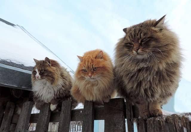 猫の可愛さを真剣に語りたい
