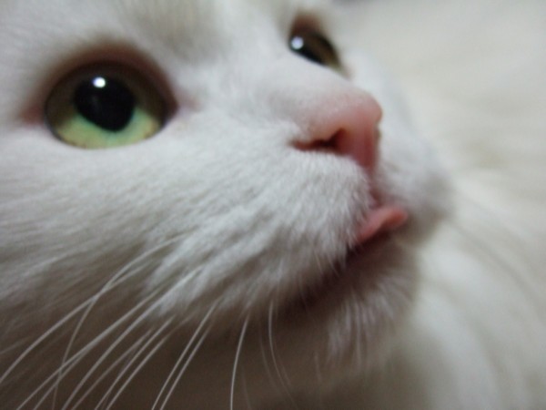 猫の可愛さを真剣に語りたい