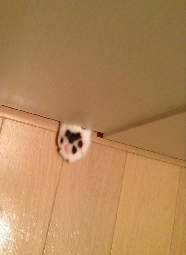 猫の可愛さを真剣に語りたい