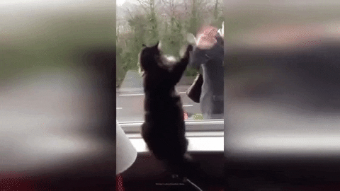 猫の可愛さを真剣に語りたい