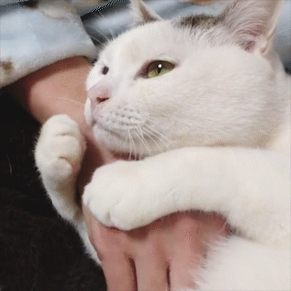 猫の可愛さを真剣に語りたい