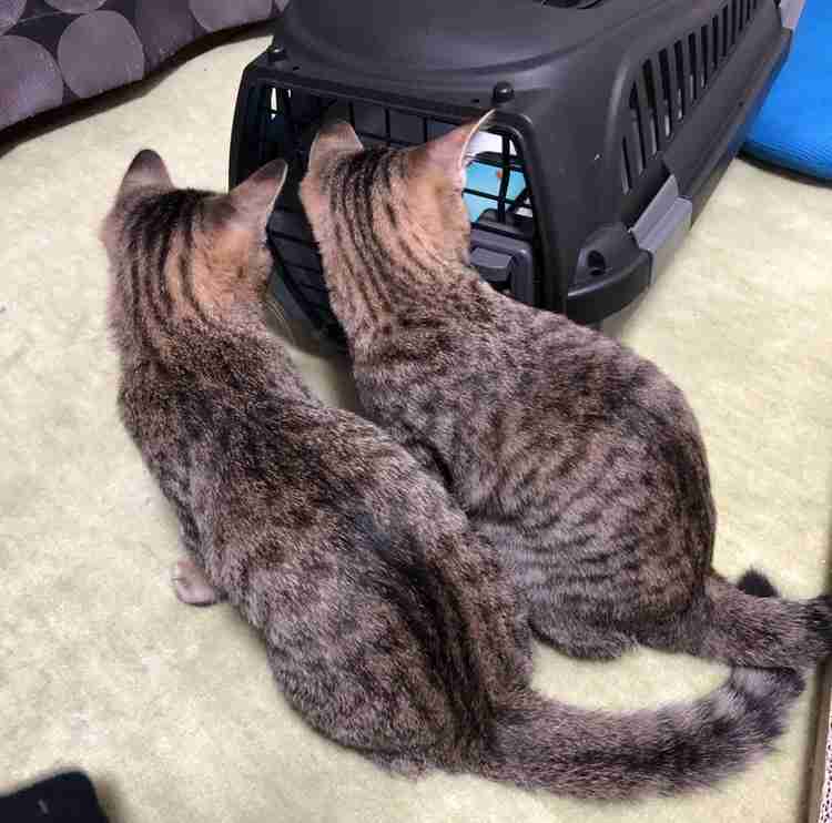猫の可愛さを真剣に語りたい