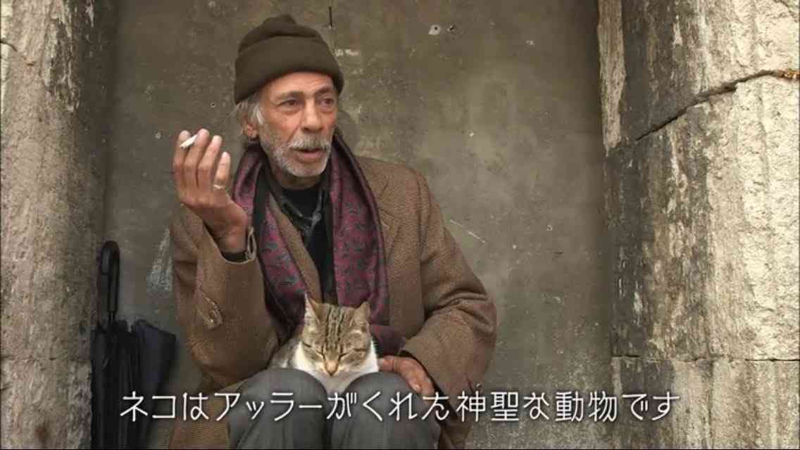 猫の可愛さを真剣に語りたい