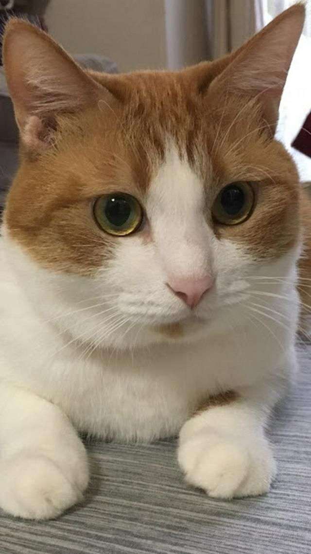 猫の可愛さを真剣に語りたい