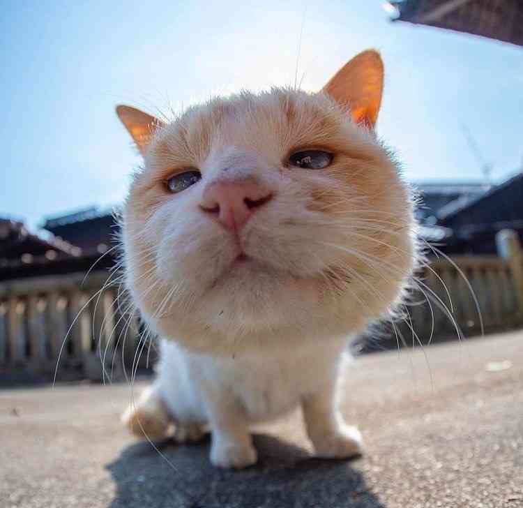 猫の可愛さを真剣に語りたい